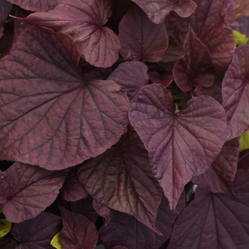 Ipomoea batatas 'Red Heart' 