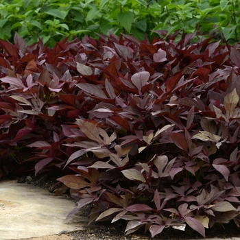 Ipomoea batatas 'Red' 