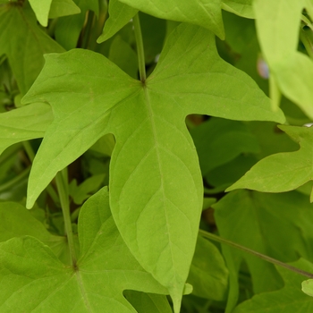 Ipomoea batatas 'Lime' 