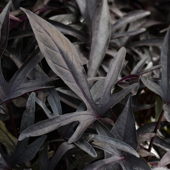 Ipomoea batatas 'Black' 