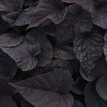 Ipomoea batatas Spotlight™ 'Black Heart'