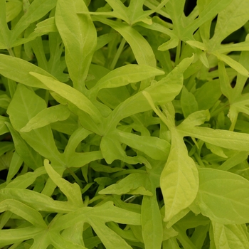 Ipomoea batatas Spotlight™ 'Lime'