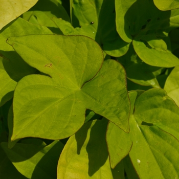 Ipomoea batatas 'Lime Heart' 