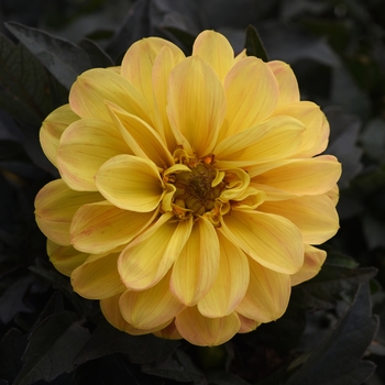 Dahlia 'Golden Yellow' KLEDH18122