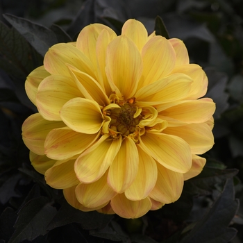 Dahlia City Lights™ 'Golden Yellow'