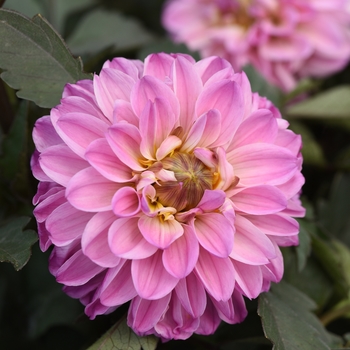 Dahlia City Lights™ 'Lavender Pink'