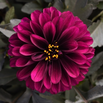 Dahlia City Lights™ 'Purple'