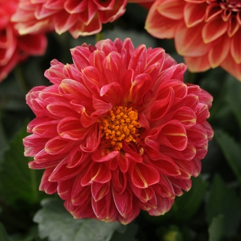 Dahlia 'Alexia' PP24367