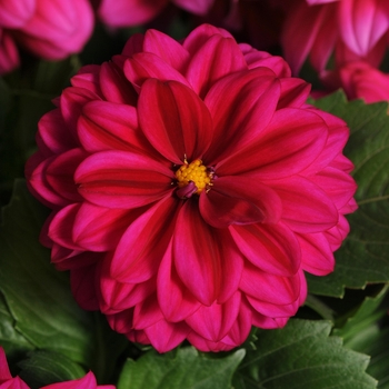 Dahlia Dahlietta® 'Betty'