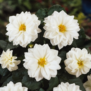 Dahlia 'Blanca' Dapasewi