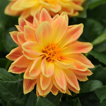 Dahlia 'Coby' Baldacob