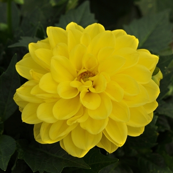 Dahlia 'Julia' Baldajul