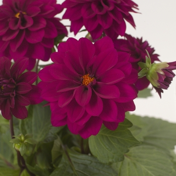 Dahlia 'Leanne' Depacher