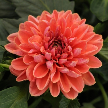 Dahlia 'Lily' Baldalily