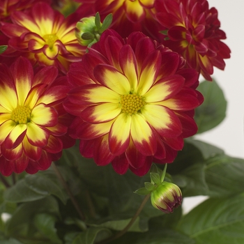 Dahlia Dahlietta® 'Marissa'