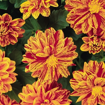 Dahlia Dahlietta® 'Patricia'