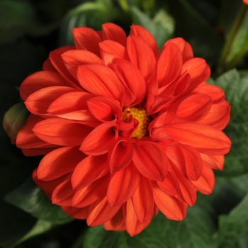 Dahlia Dahlietta® 'Rachel'