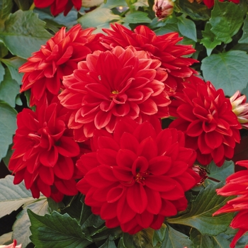 Dahlia Dahlietta® 'Tessy'