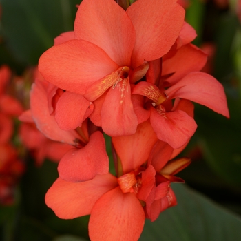 Canna x generalis 'Red Shades' 