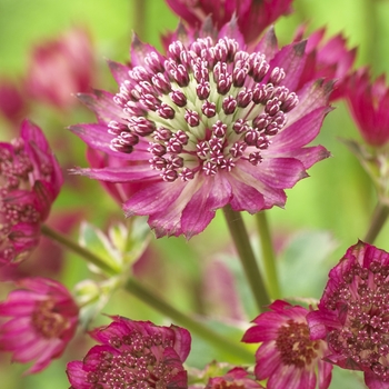 Astrantia major 'Star of Treasure' 