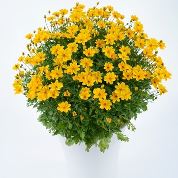 Bidens ferulifolia 'Golden Empire' 