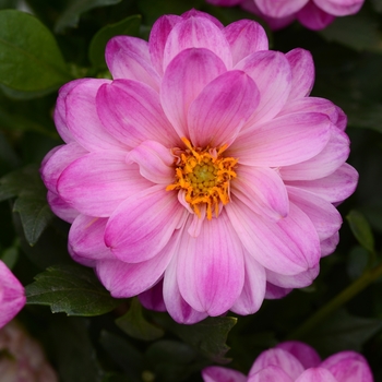 Dahlia 'Pink+White' KLEDH16094