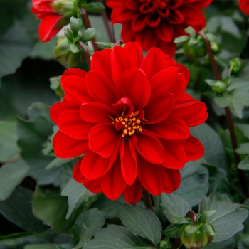 Dahlia Dalaya™ 'Red'