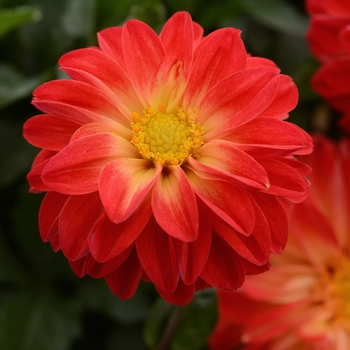 Dahlia Dalaya® 'Red+Yellow Eye'