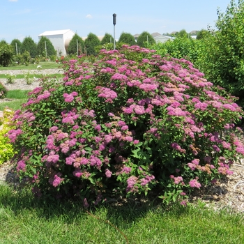 Spiraea x bumalda 'Denistar' PP22,432