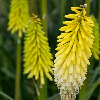 Kniphofia Pyromania™ 'Flashpoint'