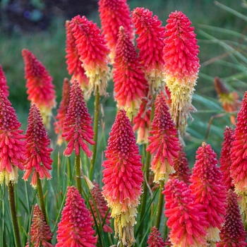 Kniphofia 'Rocket's Red Glare' PP30772, Can PBRAF