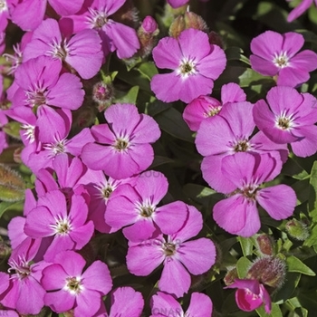 Saponaria 'Bressingham' 