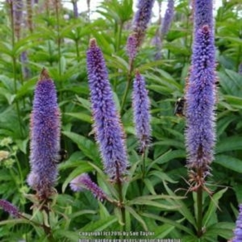 Veronicastrum virginicum 'Cupid' 