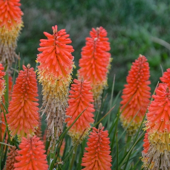 Kniphofia 'Backdraft' USPPAF, Can PBRAF