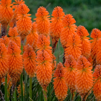 Kniphofia Pyromania® 'Orange Blaze'