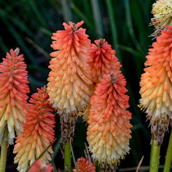 Kniphofia Pyromania™ 'Hot and Cold'