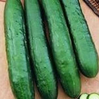 Cucumis sativus 'Burpless Supreme' 
