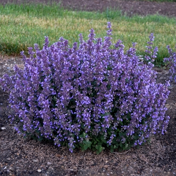 Nepeta 'Cat's Pajamas'