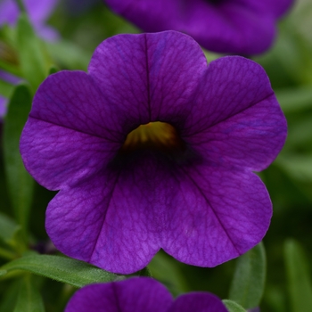 Calibrachoa 'Dark Blue' 