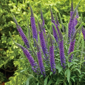 Veronica Magic Show® 'Hocus Pocus'