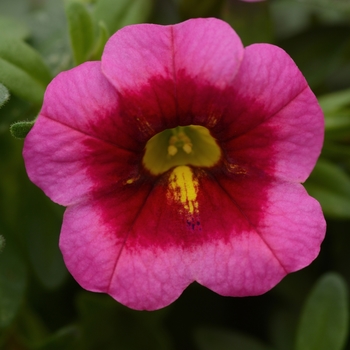 Calibrachoa 'Rose Kiss Improved' 