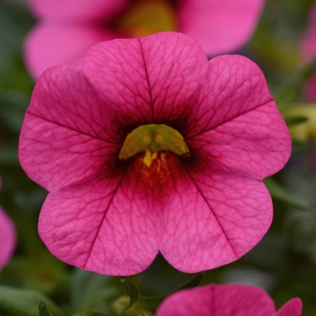 Calibrachoa 'Rose Improved' 