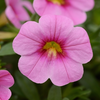 Calibrachoa 'Pink' 