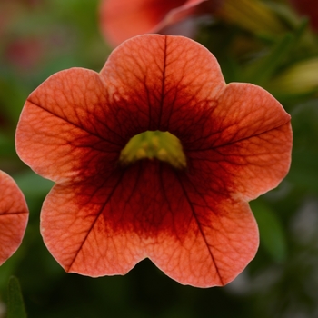 Calibrachoa 'Orange Kiss' 