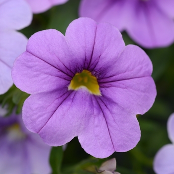 Calibrachoa 'Lavender' 