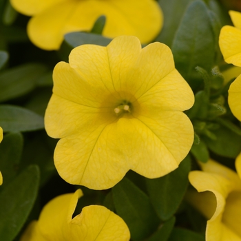 Calibrachoa 'Deep Yellow' 