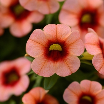 Calibrachoa Conga™ 'Coral Kiss'