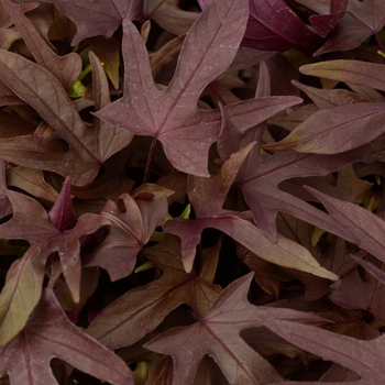 Ipomoea batatas 'Red' 