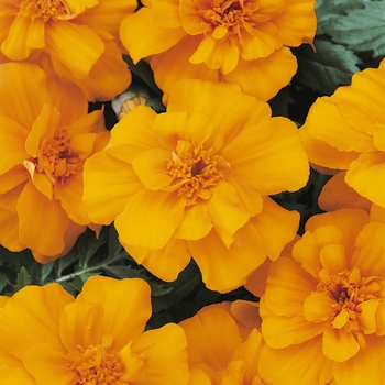 Tagetes patula Durango® Orange