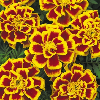 Tagetes patula Durango® Bee